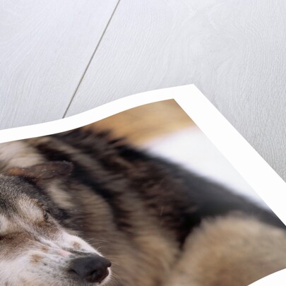 Sled Dog Snarling by Anonymous