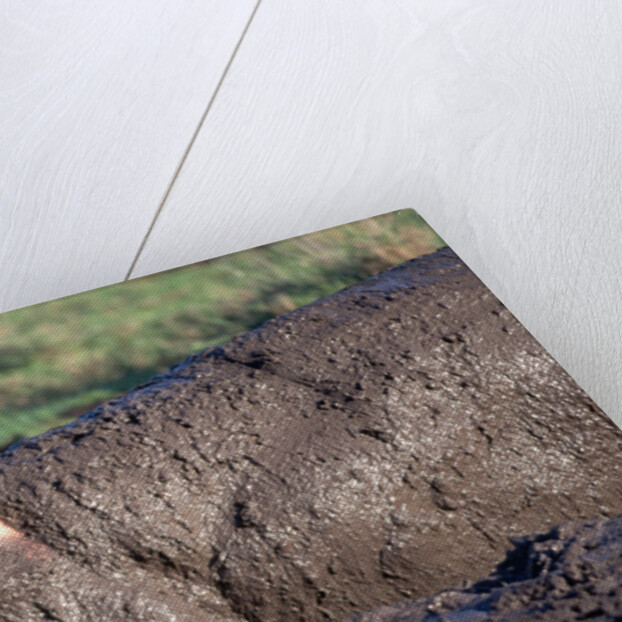 Hippopotamus Wallows in Mud by Anonymous