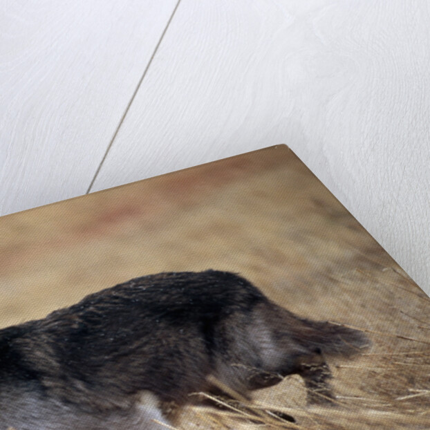 Gray Wolf in Foothills Habitat by Anonymous