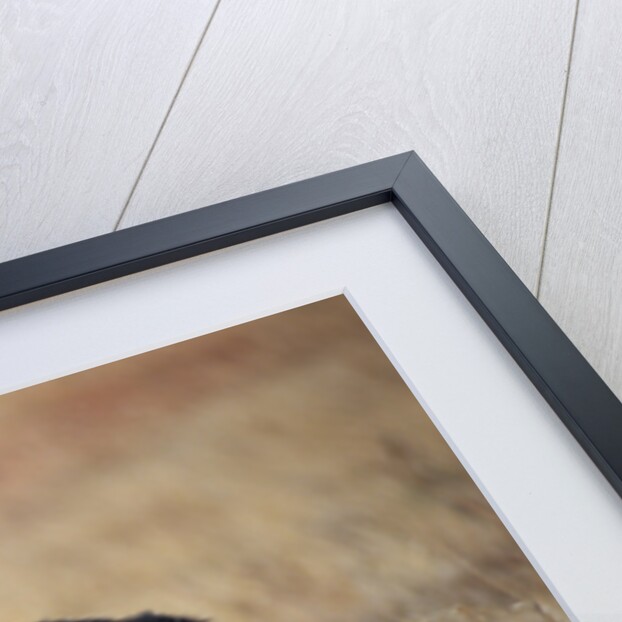 Gray Wolf in Foothills Habitat by Anonymous