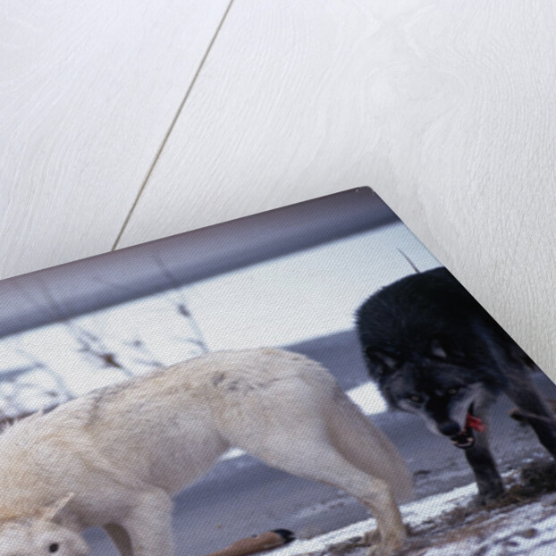 Wolf Pack Eating Deer Carcass by Anonymous