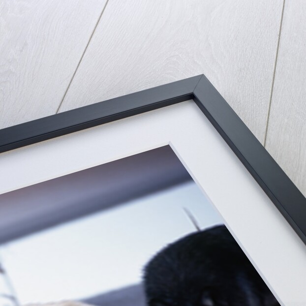 Wolf Pack Eating Deer Carcass by Anonymous