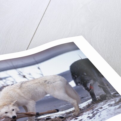 Wolf Pack Eating Deer Carcass by Anonymous