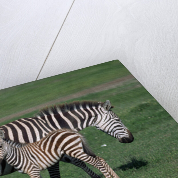 Common Zebra With Young by Anonymous