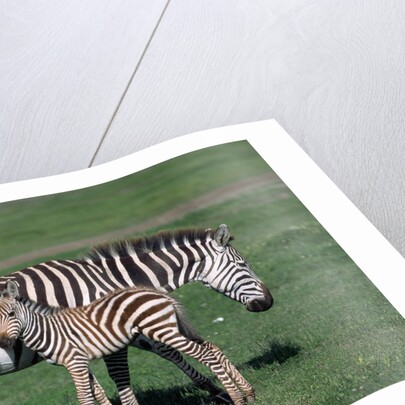 Common Zebra With Young by Anonymous