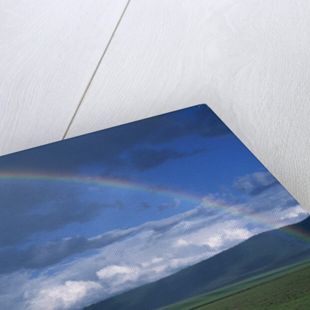 Rainbow Arches Over Common Zebras by Anonymous