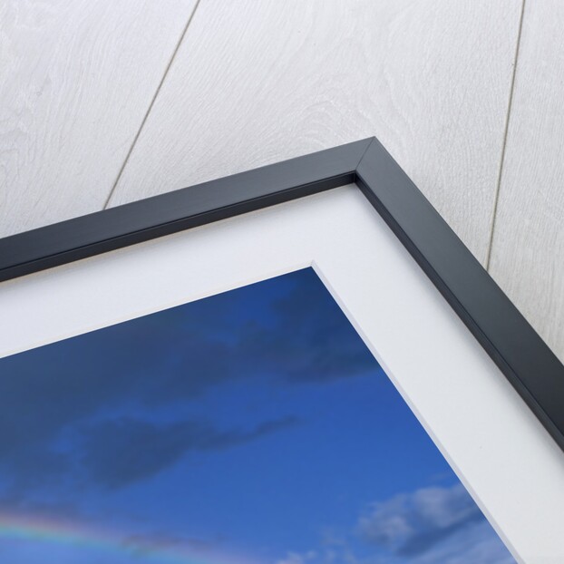 Rainbow Arches Over Common Zebras by Anonymous