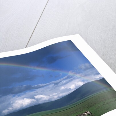 Rainbow Arches Over Common Zebras by Anonymous