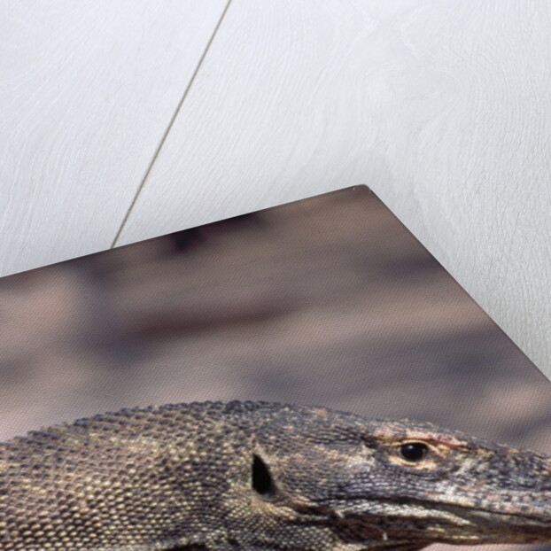 Front End of a Komodo Dragon Lizard by Anonymous