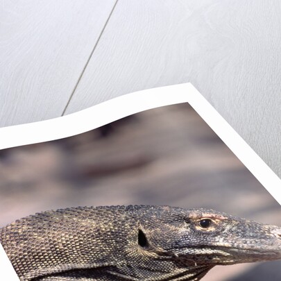 Front End of a Komodo Dragon Lizard by Anonymous