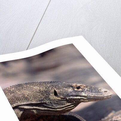 Front End of a Komodo Dragon Lizard by Corbis
