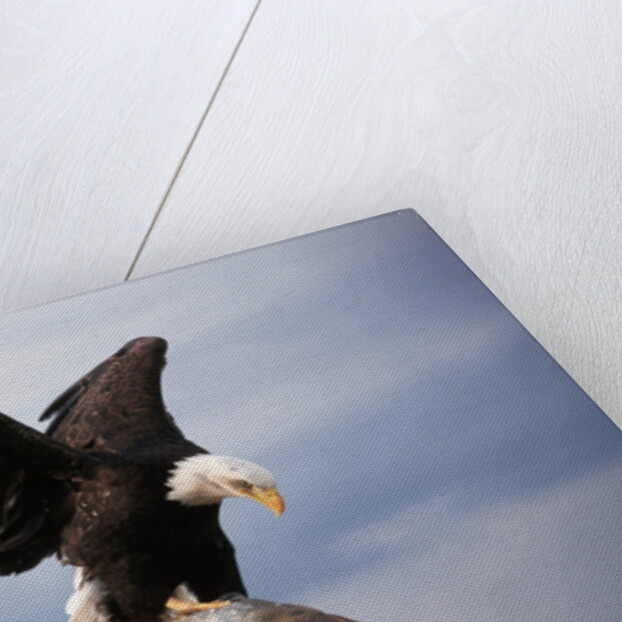 Bald Eagle Lands With Outstretched Wings by Anonymous