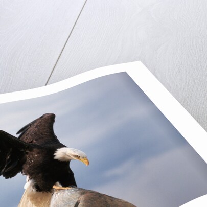 Bald Eagle Lands With Outstretched Wings by Anonymous