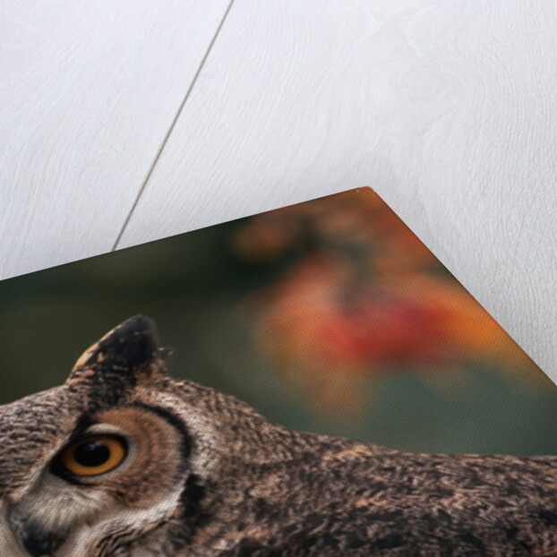 Great Horned Owl With Blurred Autumn Foliage by Anonymous
