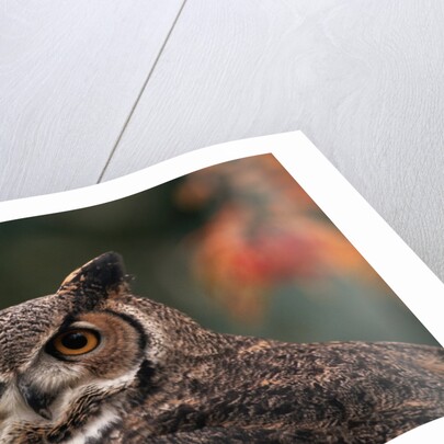 Great Horned Owl With Blurred Autumn Foliage by Anonymous