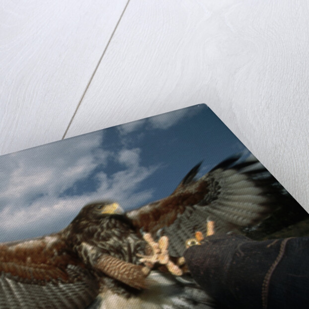 Harris' Hawk Lands on Falconer's Glove by Anonymous
