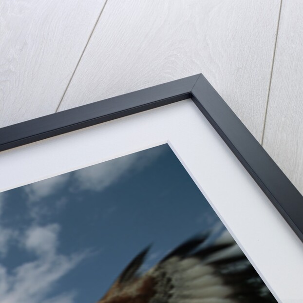 Harris' Hawk Lands on Falconer's Glove by Anonymous