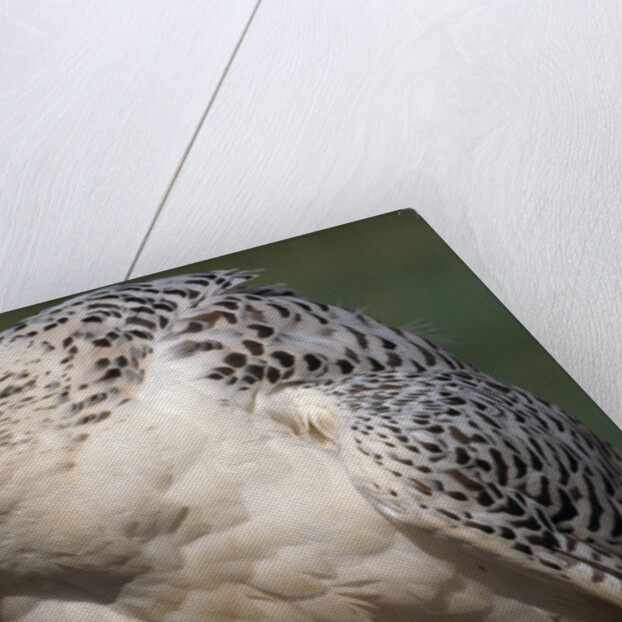 Gyrfalcon Close-up by Anonymous
