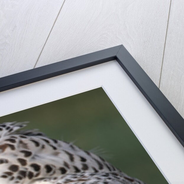 Gyrfalcon Close-up by Anonymous