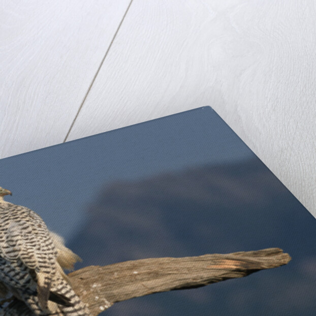 White Arctic Gyrfalcon Perches on Stump by Anonymous