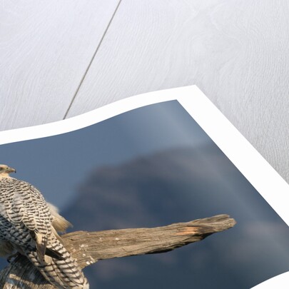 White Arctic Gyrfalcon Perches on Stump by Anonymous