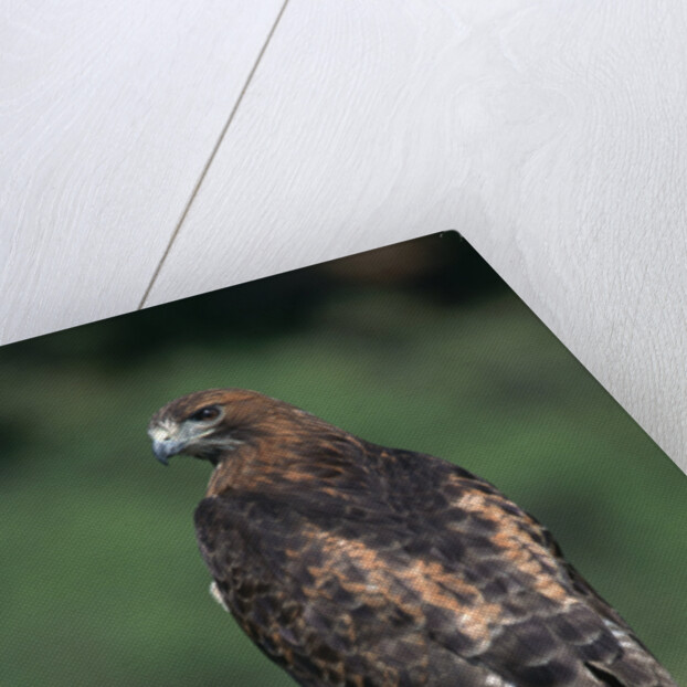 Red-Tailed Hawk Perches on Post by Anonymous