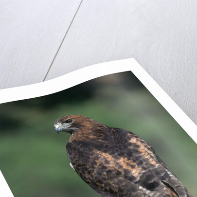 Red-Tailed Hawk Perches on Post by Anonymous