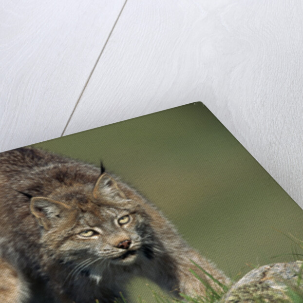 Canada Lynx Crouches Down to Stalk Food by Anonymous