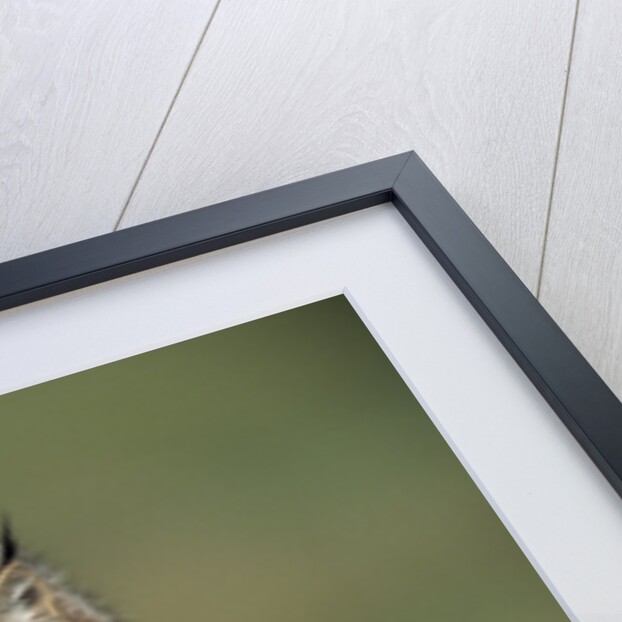 Canada Lynx Crouches Down to Stalk Food by Anonymous