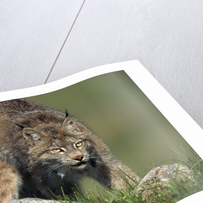 Canada Lynx Crouches Down to Stalk Food by Anonymous