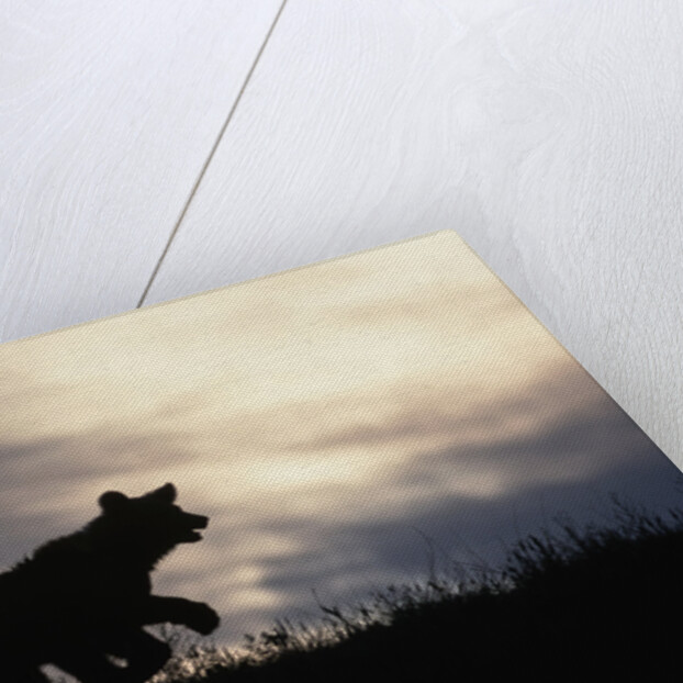Silhouetted Grizzly Cub Running by Anonymous