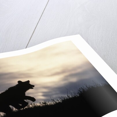 Silhouetted Grizzly Cub Running by Anonymous