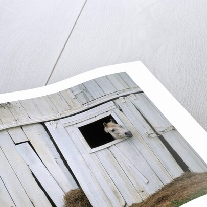 Horse Sticking Head out Barn Window by Anonymous