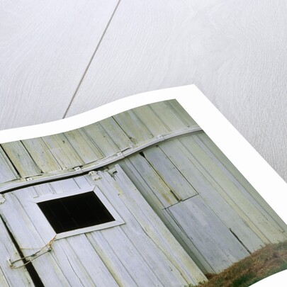Horse Peering Through Barn Door by Anonymous