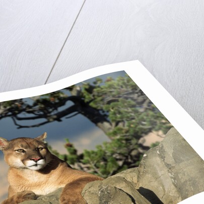 Cougar Resting on Rocks by Anonymous