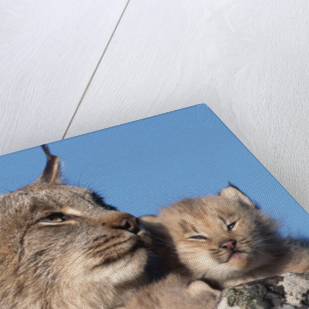 Canadian Lynx with Young by Anonymous