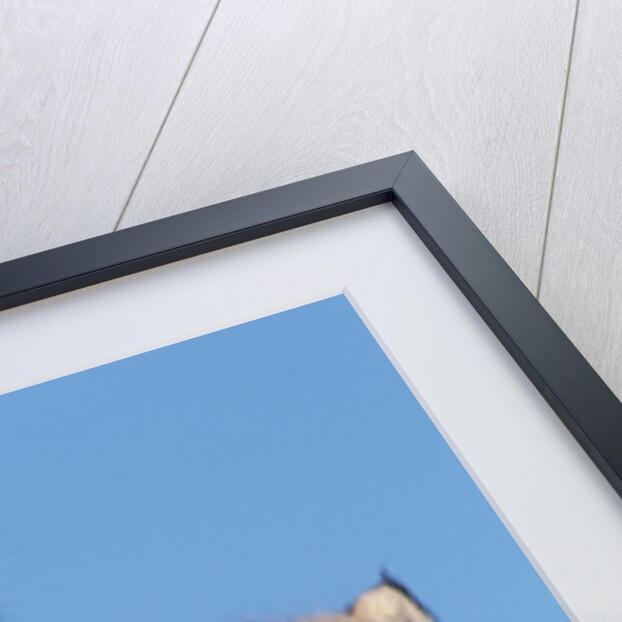 Canadian Lynx with Young by Anonymous