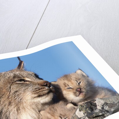 Canadian Lynx with Young by Anonymous