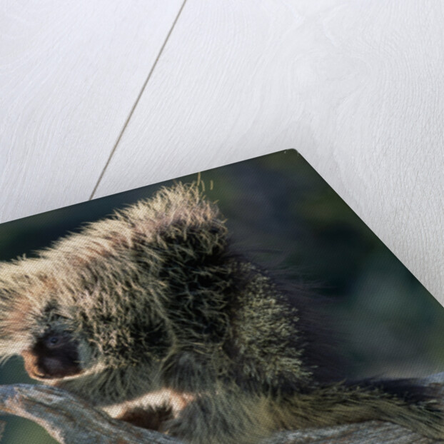 Porcupine Sitting on Confier Branch by Anonymous