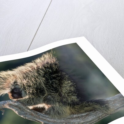 Porcupine Sitting on Confier Branch by Anonymous