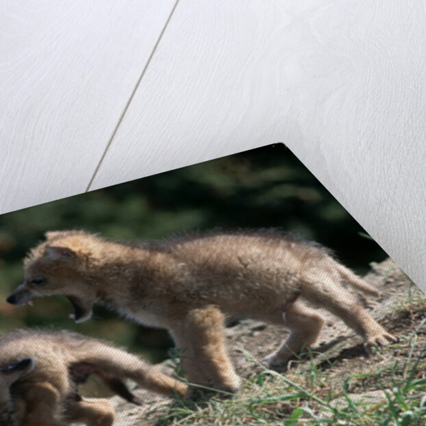 Coyote pups determining dominance. Rocky Mountain foothills by Anonymous
