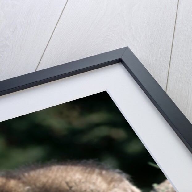 Coyote pups determining dominance. Rocky Mountain foothills by Anonymous