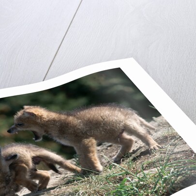 Coyote pups determining dominance. Rocky Mountain foothills by Anonymous