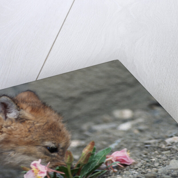 Coyote Pup Examining Evening Primrose by Anonymous