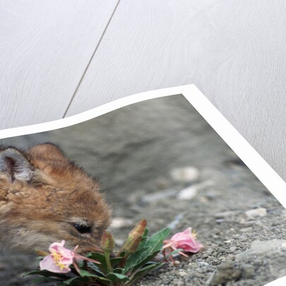 Coyote Pup Examining Evening Primrose by Anonymous
