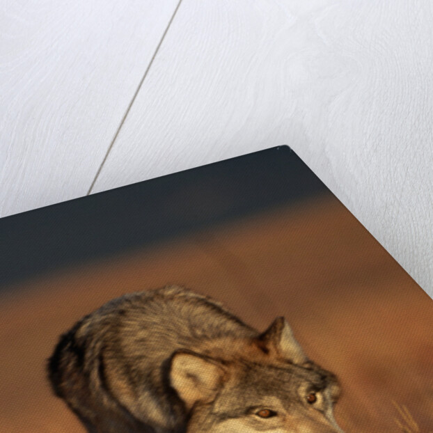 Gray Wolf on Prairie by Anonymous