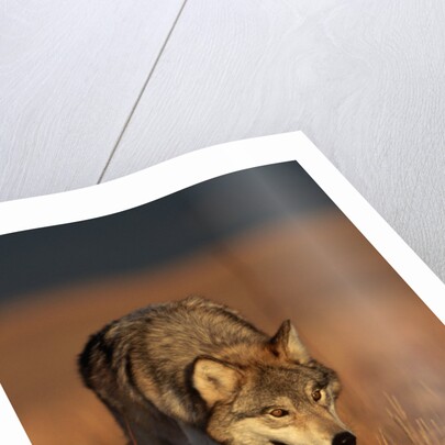 Gray Wolf on Prairie by Anonymous