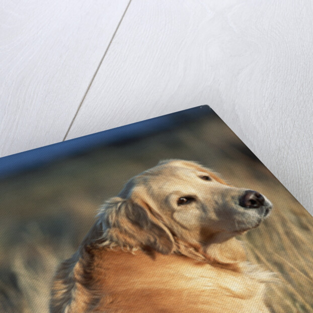 Golden Retriever in Prairie Grass by Anonymous