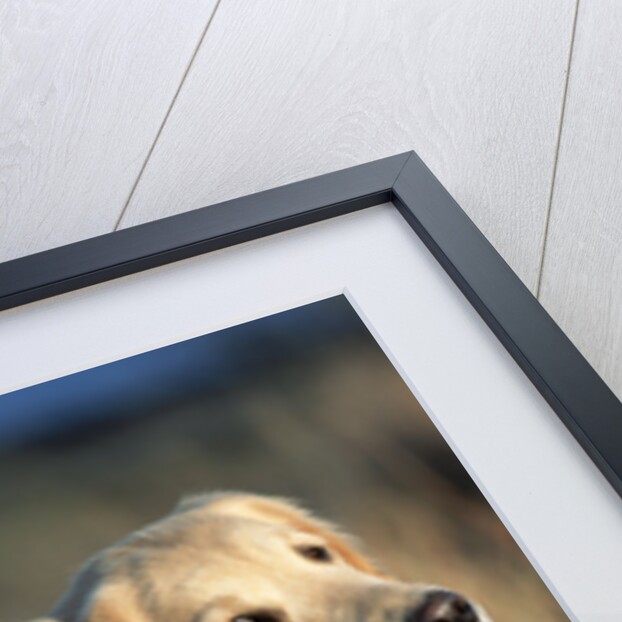 Golden Retriever in Prairie Grass by Anonymous