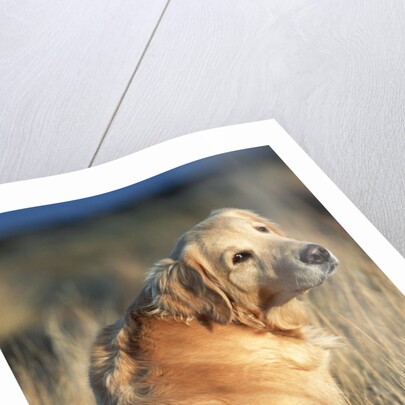 Golden Retriever in Prairie Grass by Anonymous